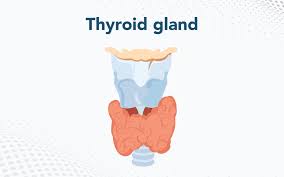 Navigating Thyroid Function Test Pricing in Hyderabad and Gurgaon: